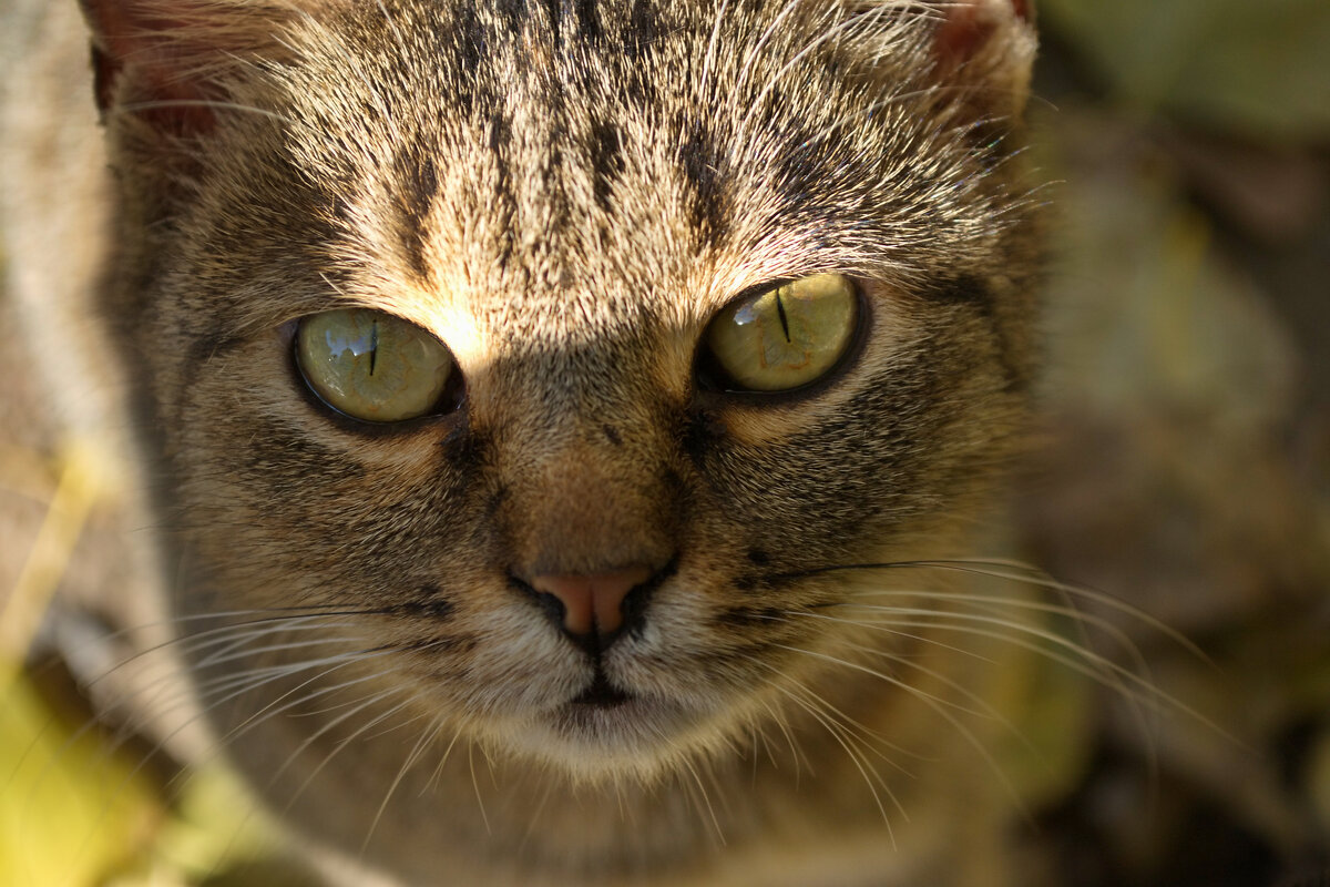 Кошка - Александр Лычагин