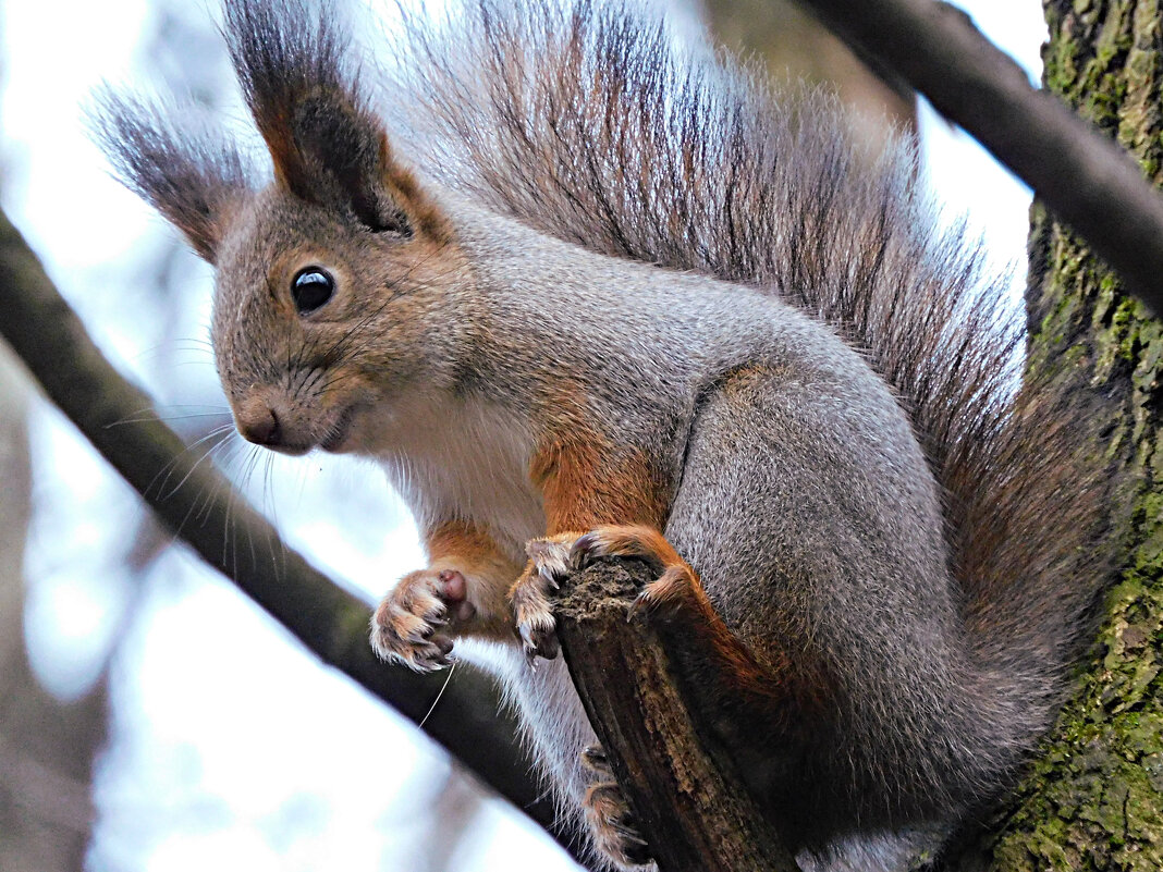 Белка - Лина 