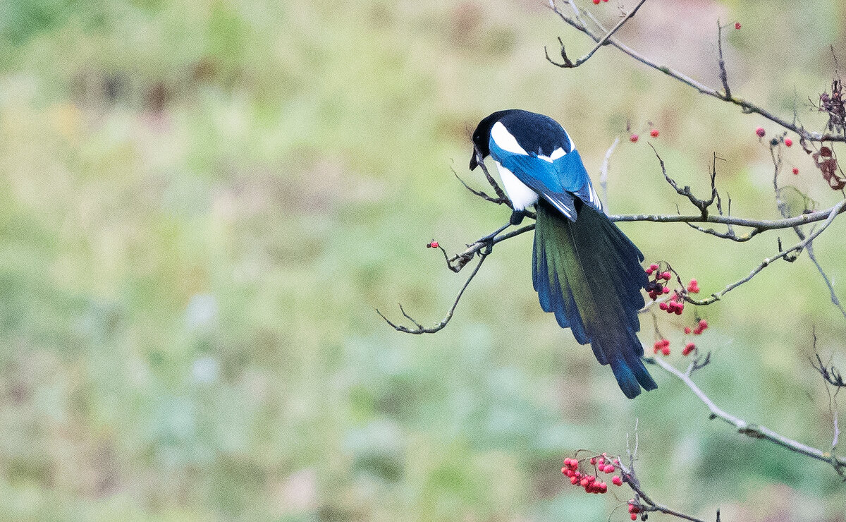 *** - Владимир Безбородов