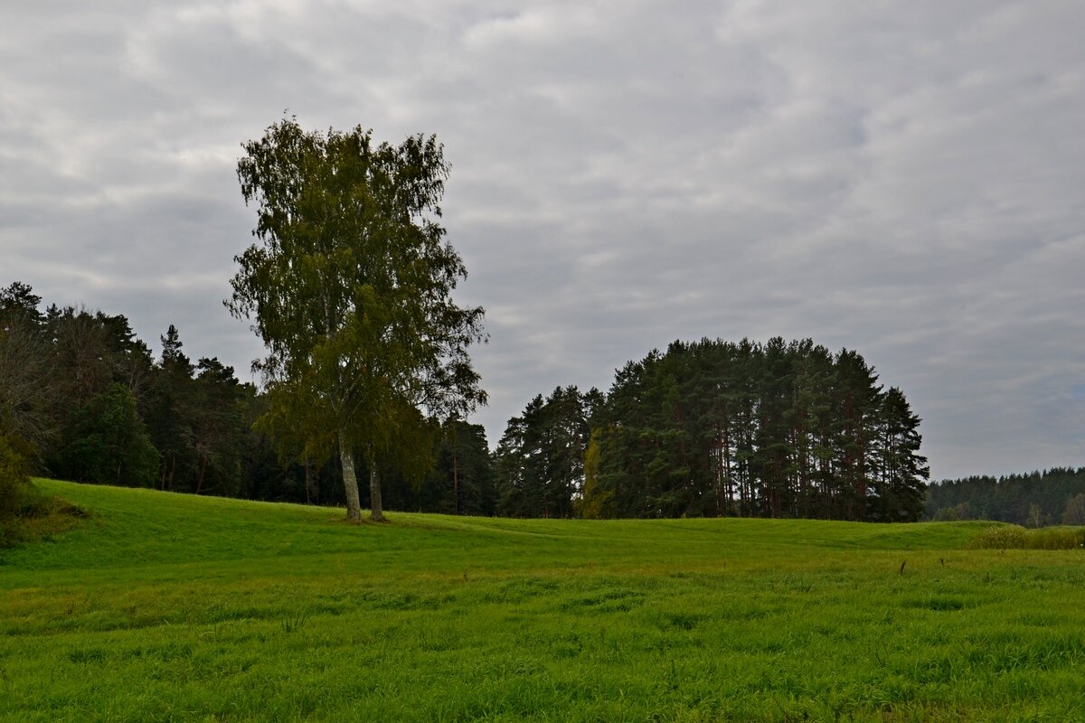 МИХАЙЛОВСКОЕ. - Виктор Осипчук