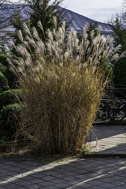 Мискантус китайский - Игорь Сикорский