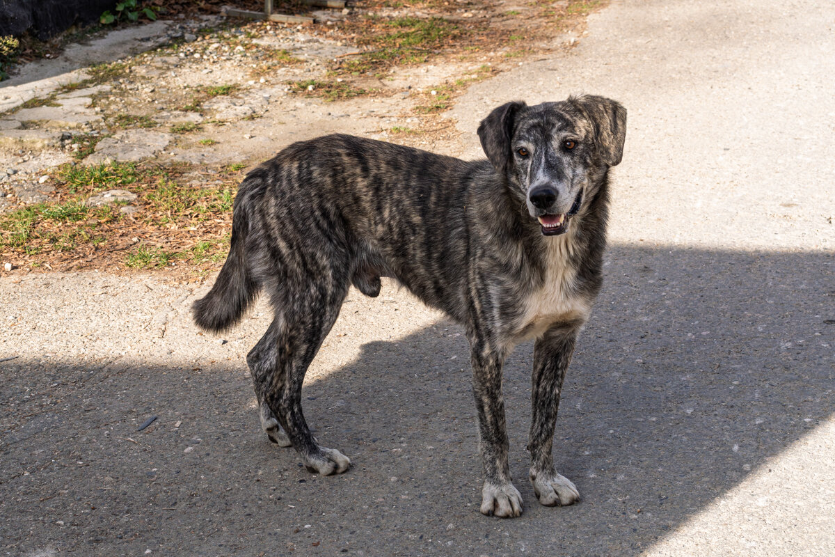 Пес, который живет в монастыре - Игорь Сикорский