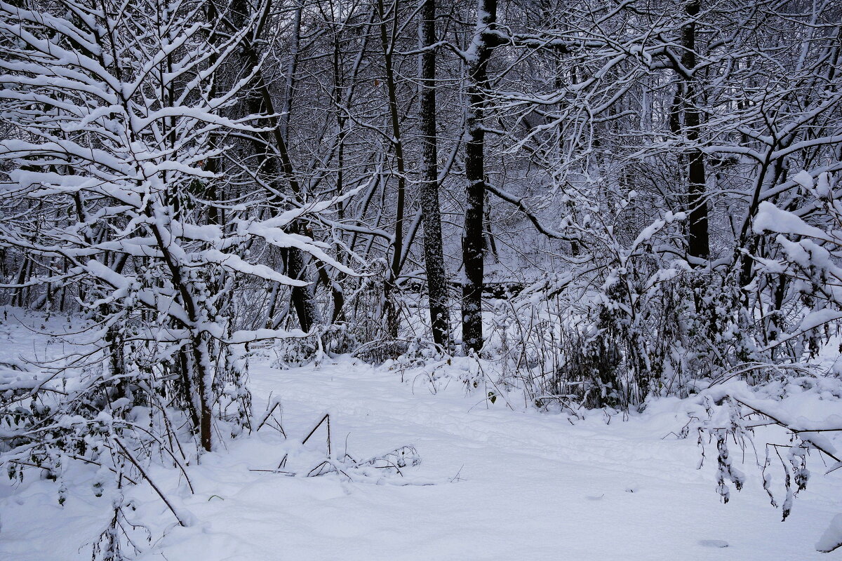 Первый снег - Рита Симонова