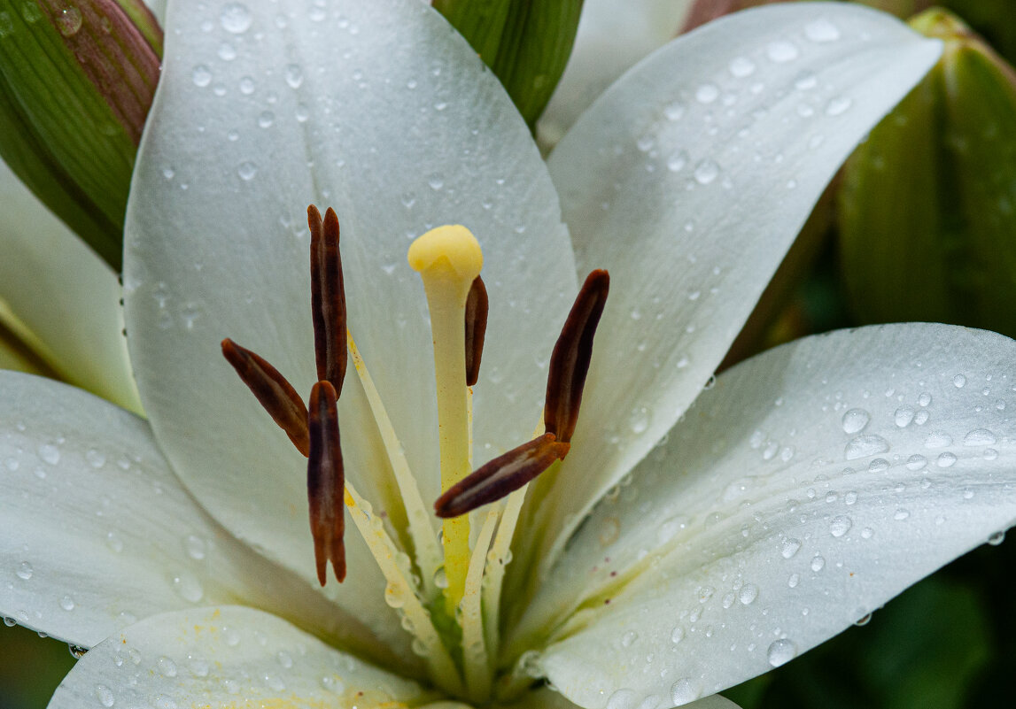 Лилии в росе - Олег Загорулько