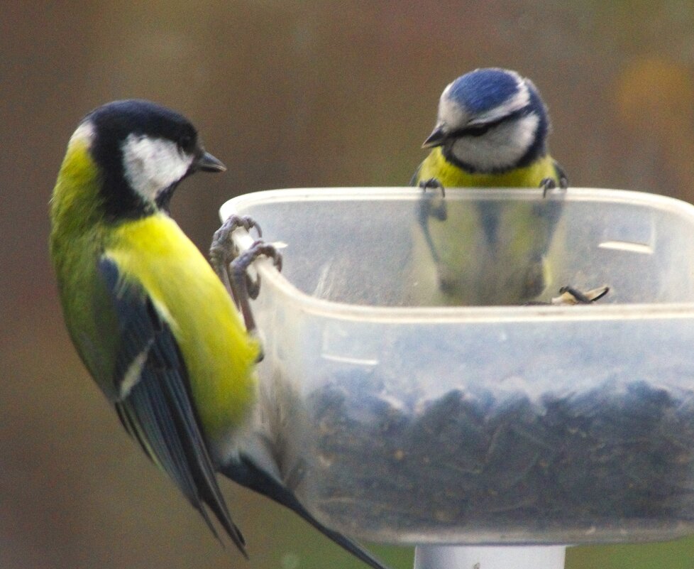 "Приятного аппетита !" - улетая, лазоревка сказала... - Юрий Куликов