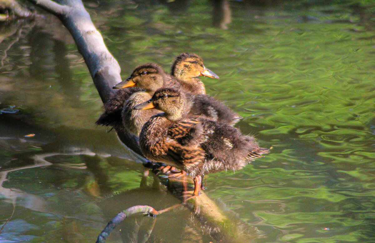 Утята. - Александр 