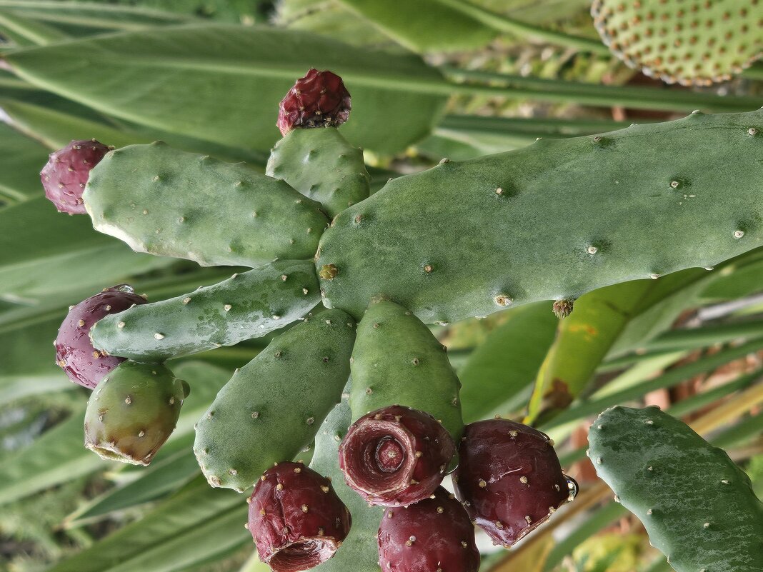 Плоды кактуса - Аркадий Басович
