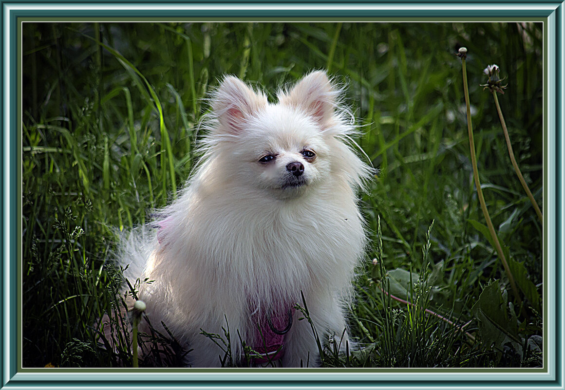 Привет! Познакомимся - Владимир Кроливец