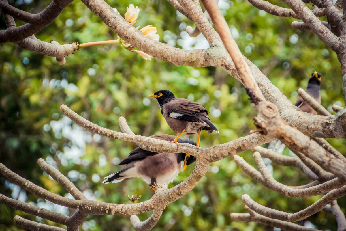 Двое на ветке - Максим 