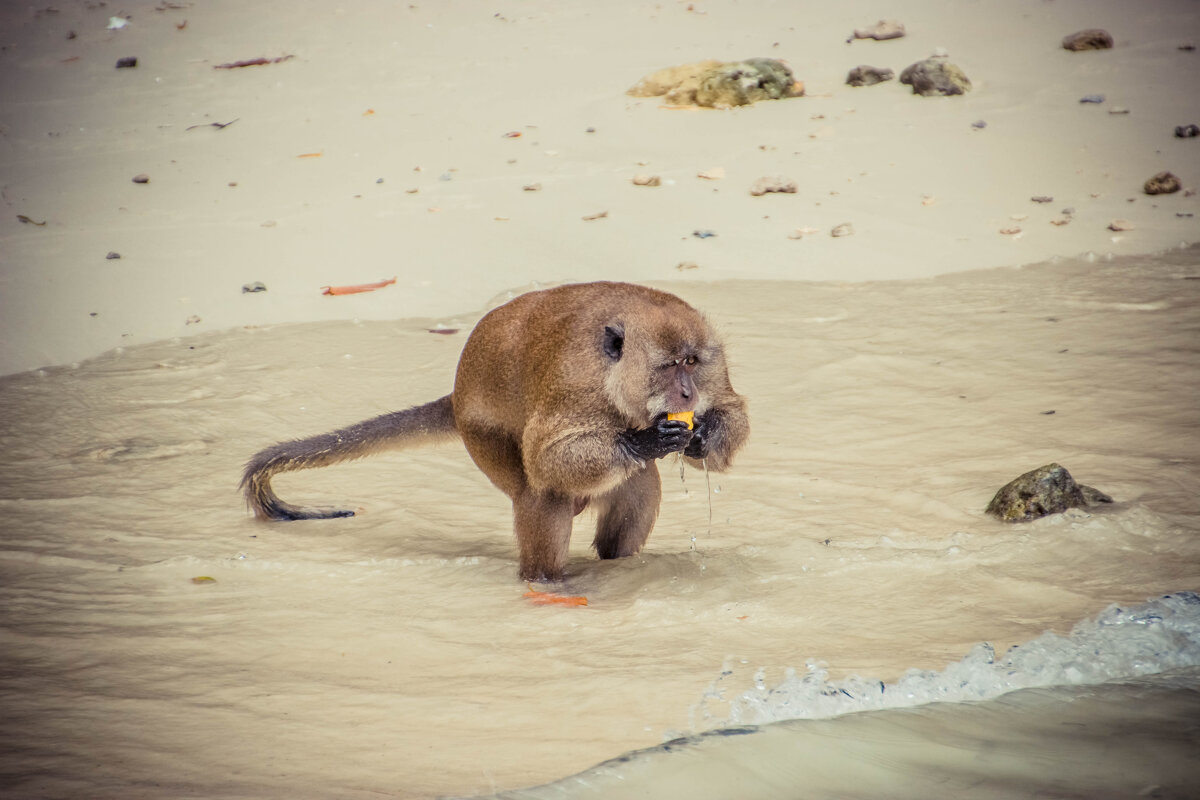 Бос - Максим 