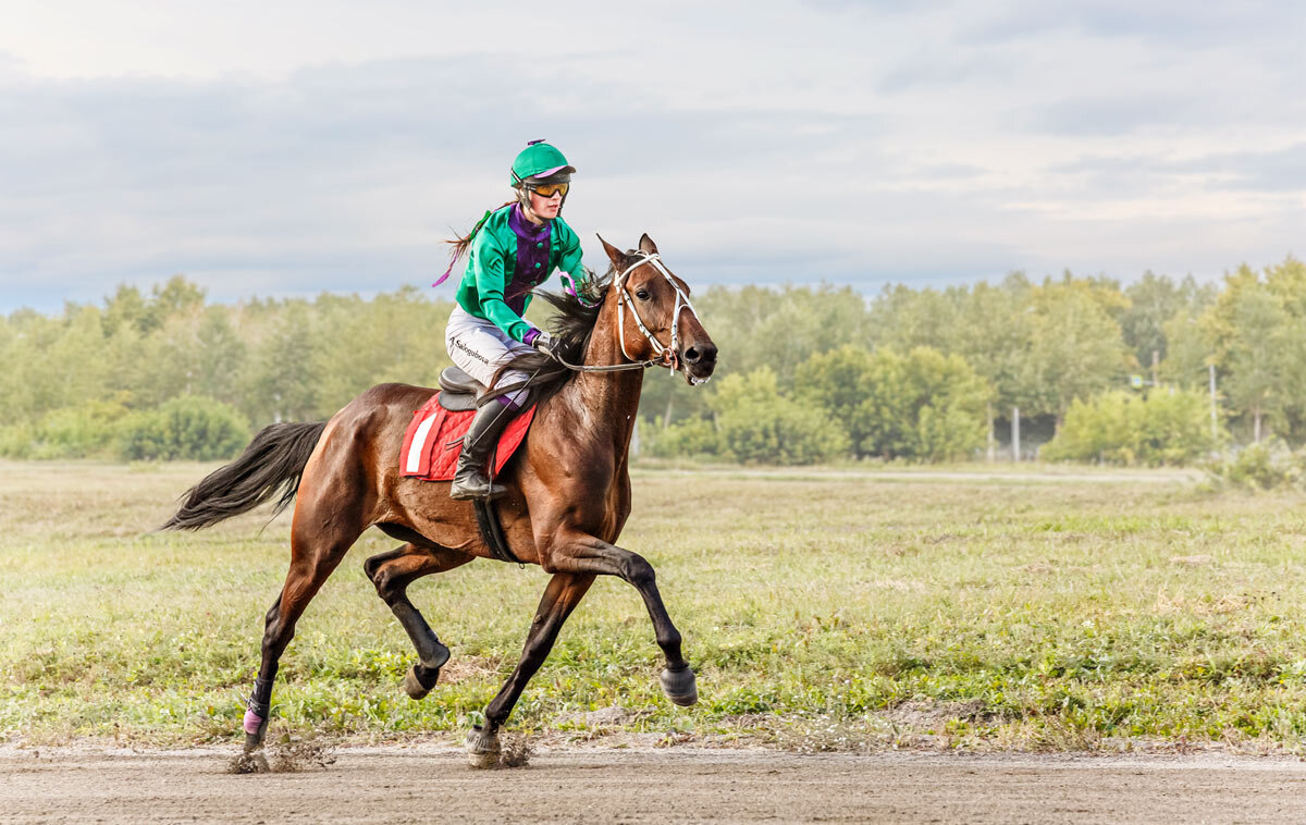 Скачки рысью - SanSan 