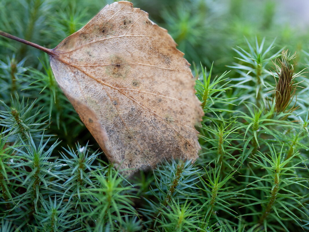 Фрагменты Осени 2/5 - Barguzin_45 Иваныч