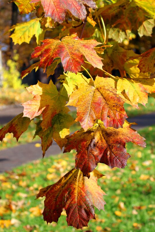 Кленовая ветка - Сергей Карачин Кленовая ветка - Сергей Карачин