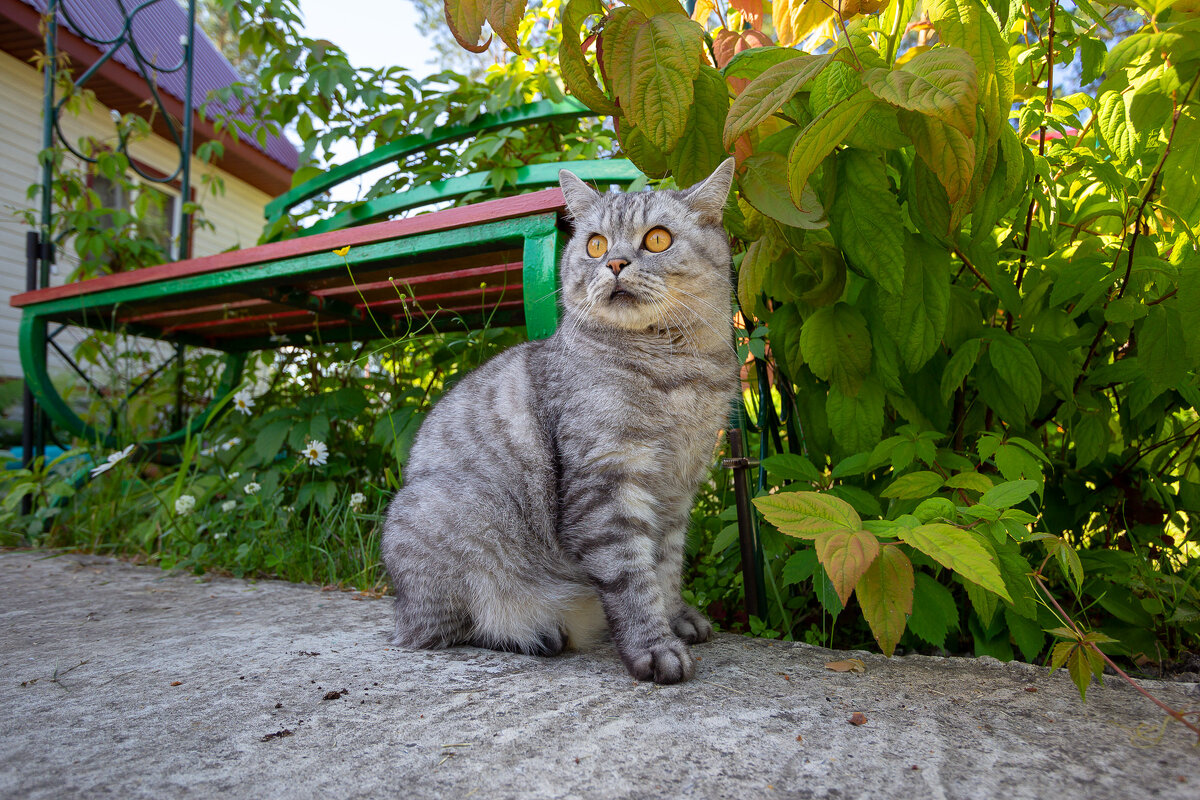 Кот Савелий. - Андрей Дурапов