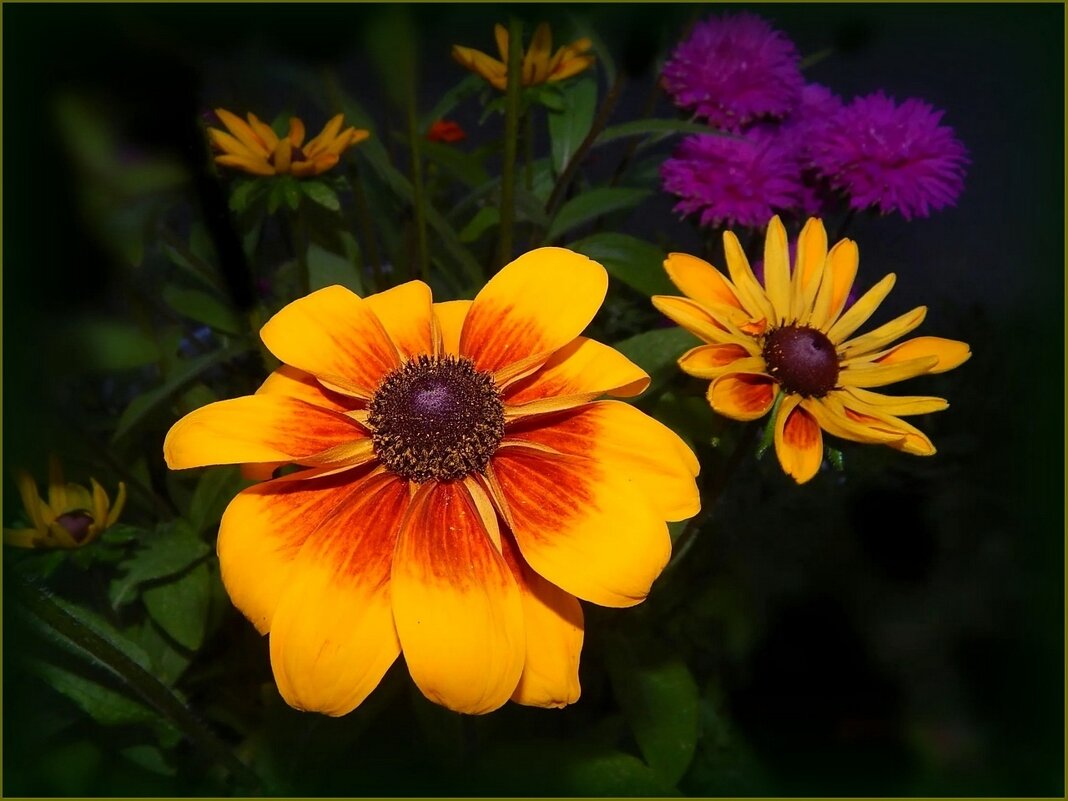 Рудбекия - Валентина Надсон