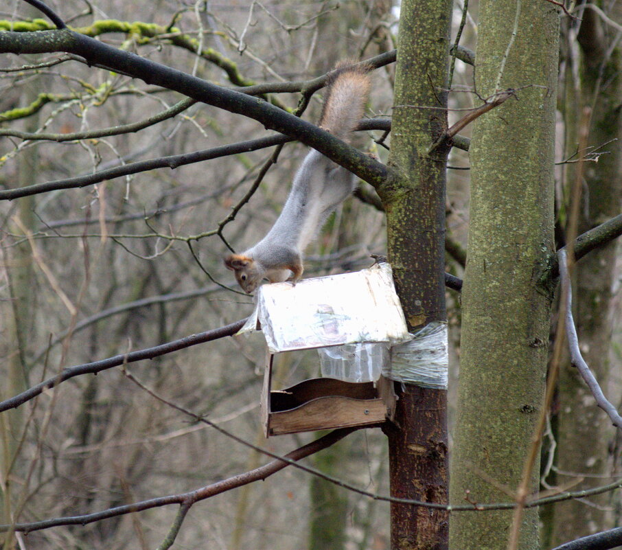 фотоохота на белку - Сергей Владимирович Егоров