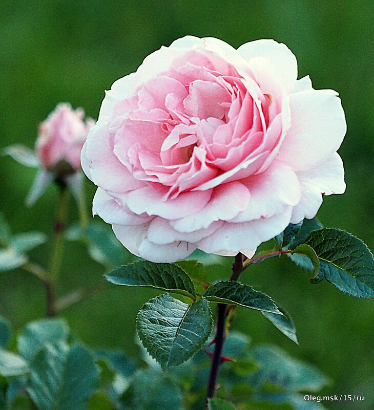 они на радость нам даны - Олег Лукьянов они на радость нам даны - Олег Лукьянов