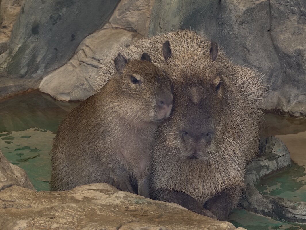 Капибары - <<< Наташа >>>