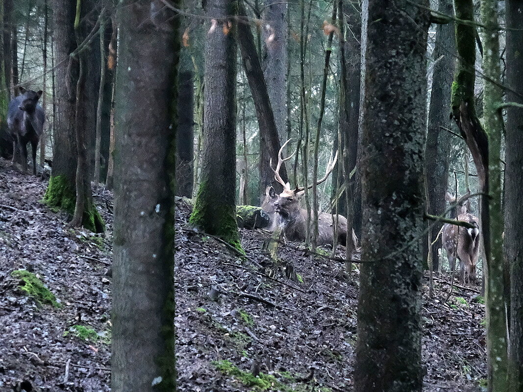 Неожиданная встреча ;-) - Алексей Пышненко
