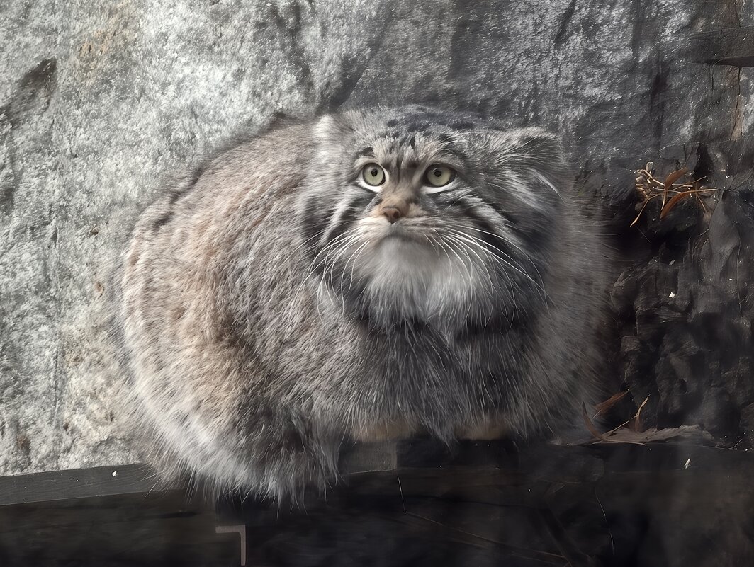 Манул Тимоша - <<< Наташа >>> Манул Тимоша - <<< Наташа >>>