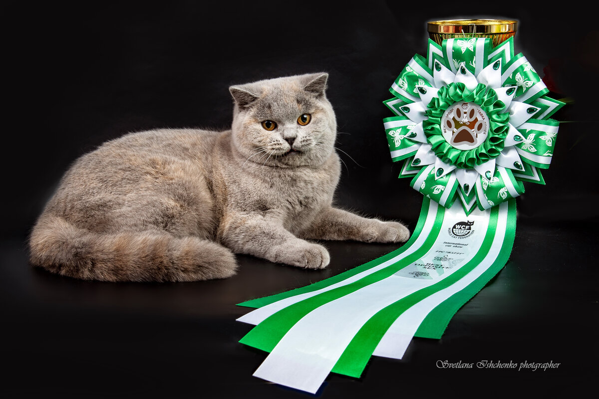 Британская короткошерстная кошка - Светлана Ищенко