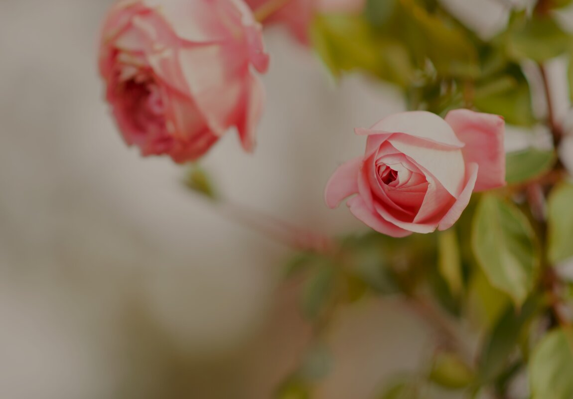 Кому то отцветать, а кому то расцветать! - Юрий Полторыхин.