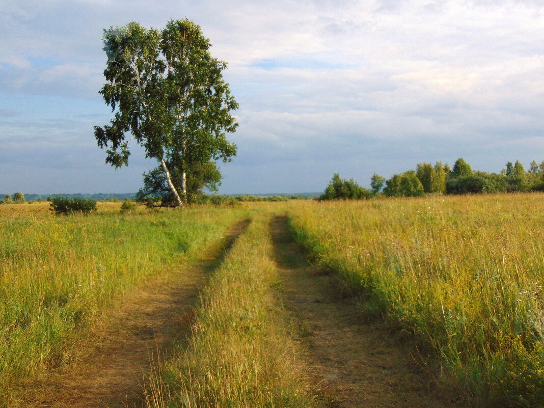 Берёзки у дороги. - nadyasilyuk Вознюк Берёзки у дороги. - nadyasilyuk Вознюк