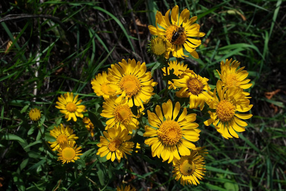 Девясил британский - Александр Лычагин