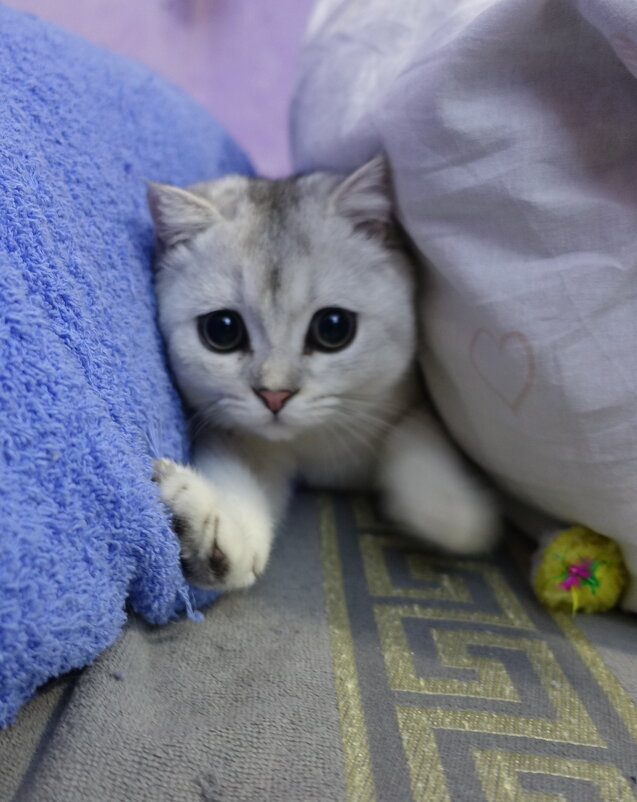 В засаде. - Марина Леонидовна