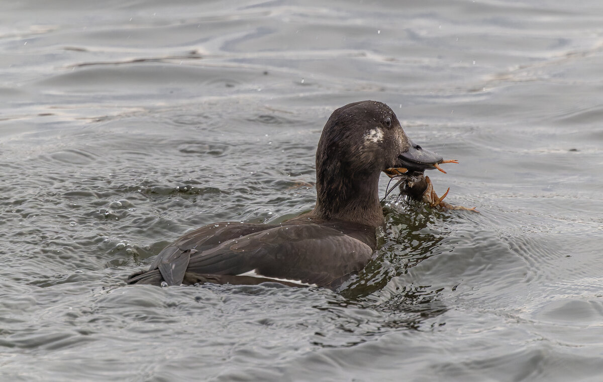 турпан. - юрий макаров