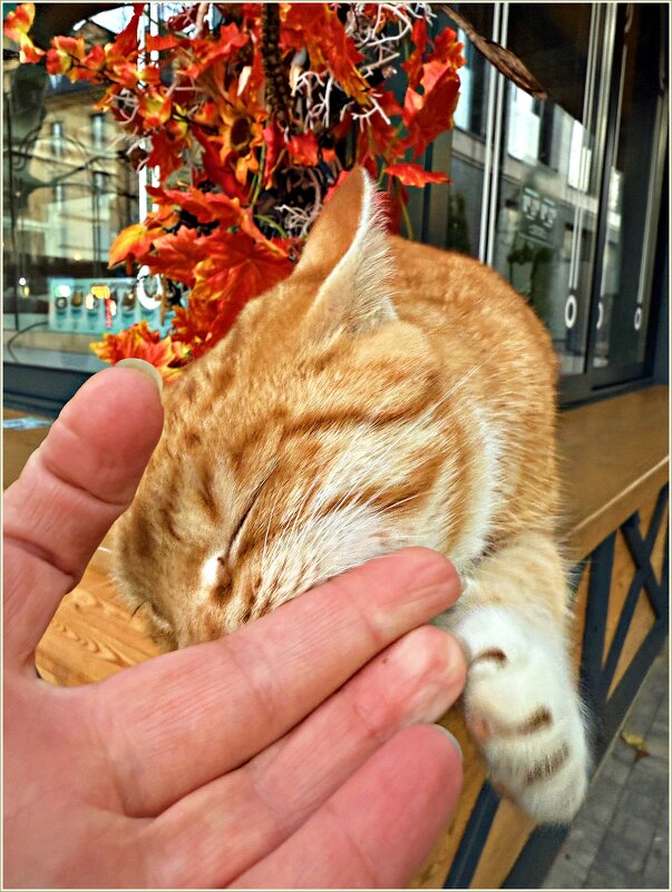 Ласковый котик. - Валерия Комова Ласковый котик. - Валерия Комова