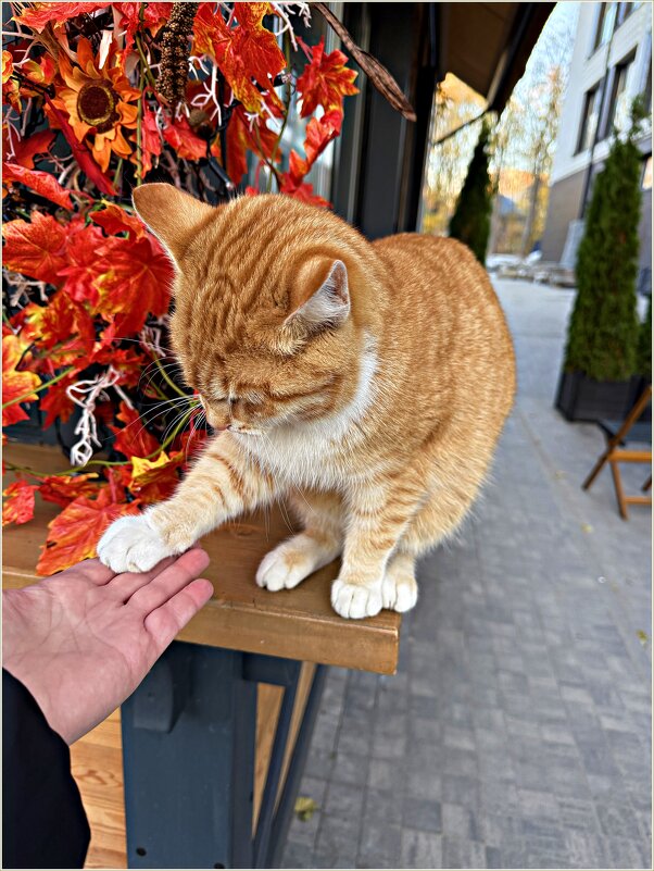 Сам дал лапку. - Валерия Комова