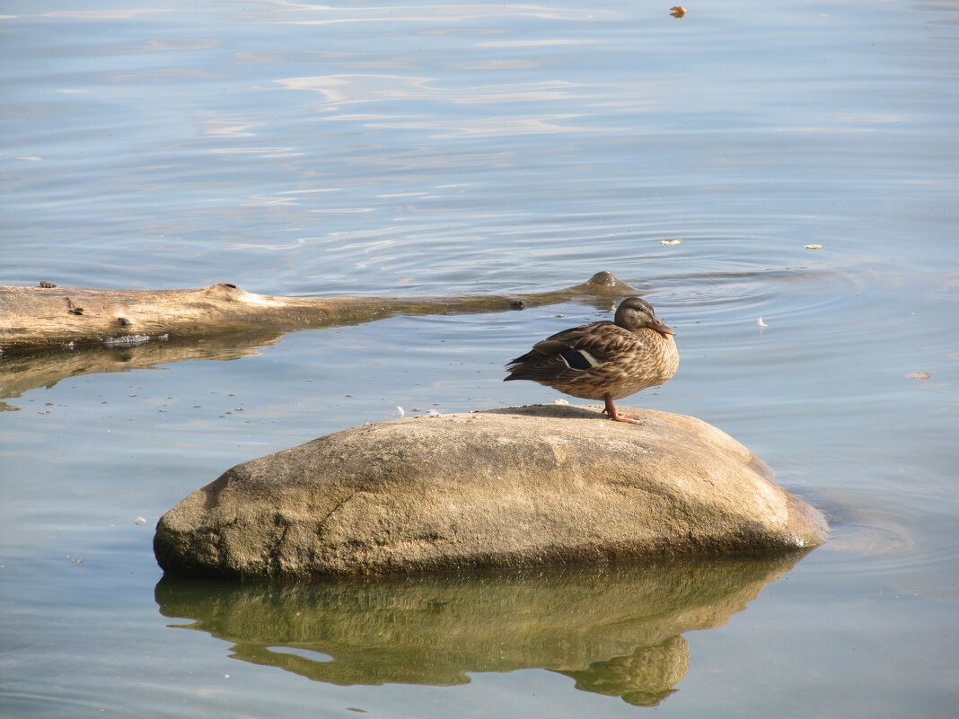на озере Таватуй - Елена Шаламова