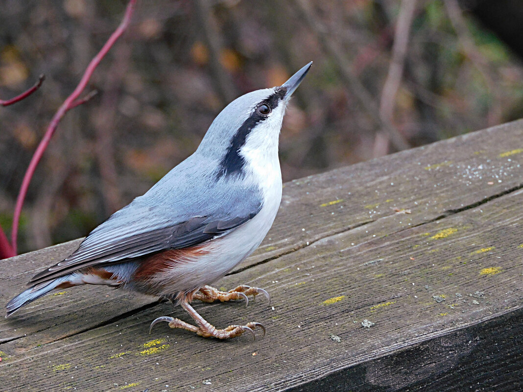 Поползень - Лина 