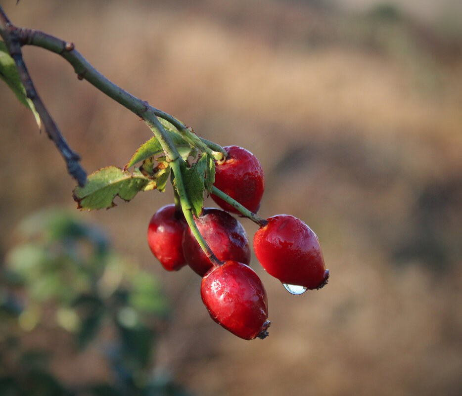 Шиповник. - Александр 
