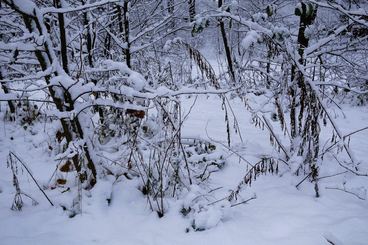 Снежный ноябрь - Рита Симонова