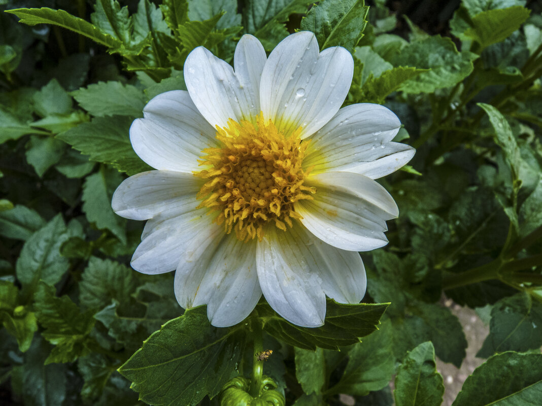 Георгина  белая - Валентин Семчишин