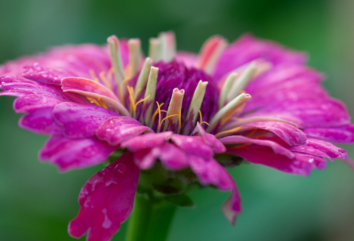 Садовые цветы - Олег Загорулько