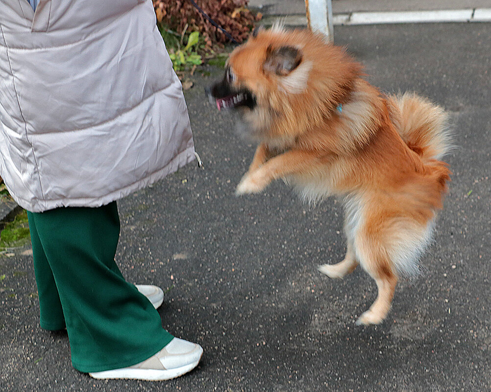Танцы перед хозяйкой - Светлана Танцы перед хозяйкой - Светлана