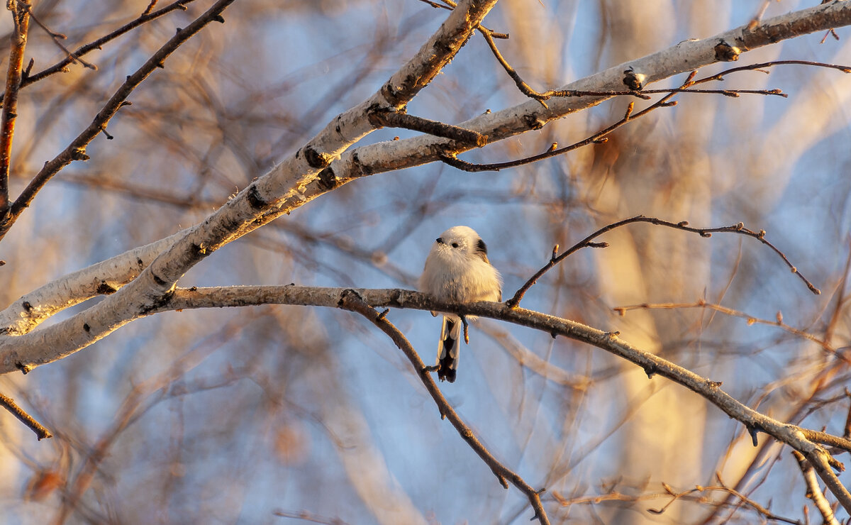 Ополовник (Aegithalos caudatus). Птицы Сибири. - Вадим Басов