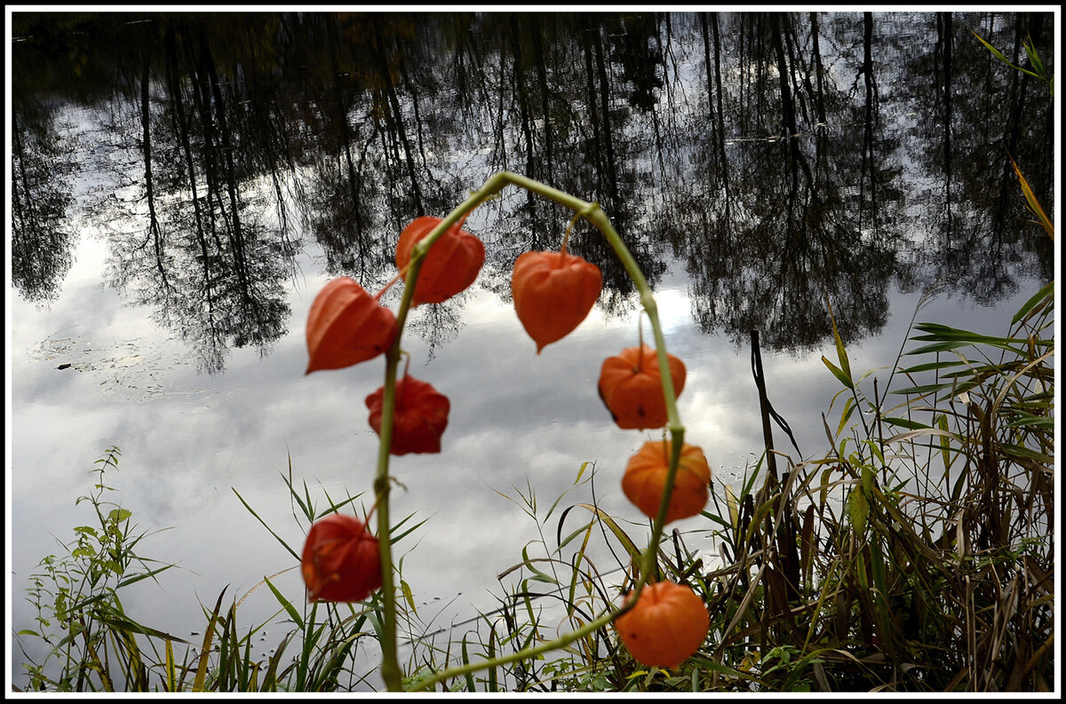 С физалисом ... - Aleksandr Gal