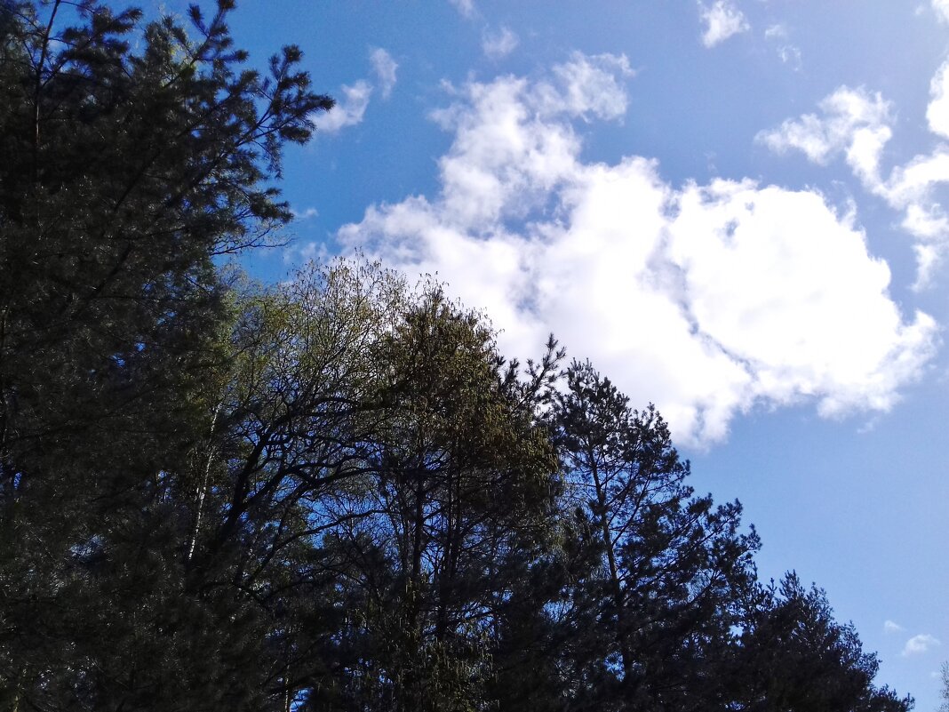 балдеет - Владимир 