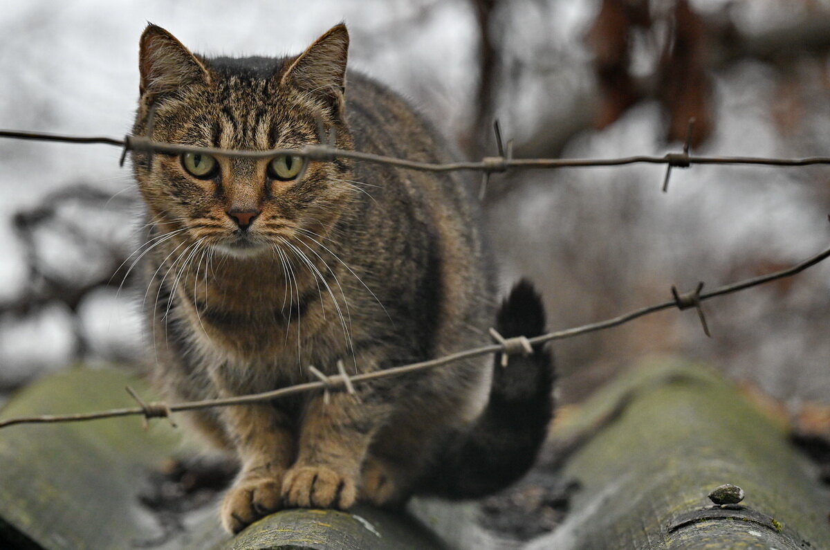 Хочу на свободу... - Николай Саржанов