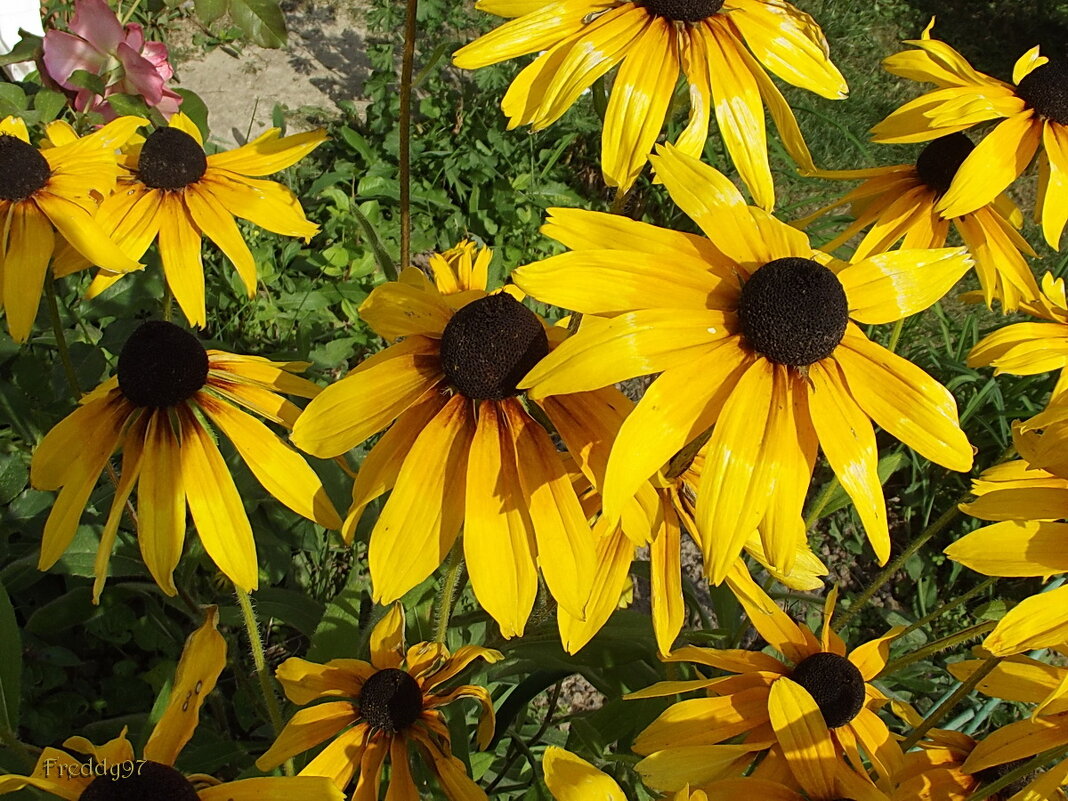 Рудбекия - Freddy 97