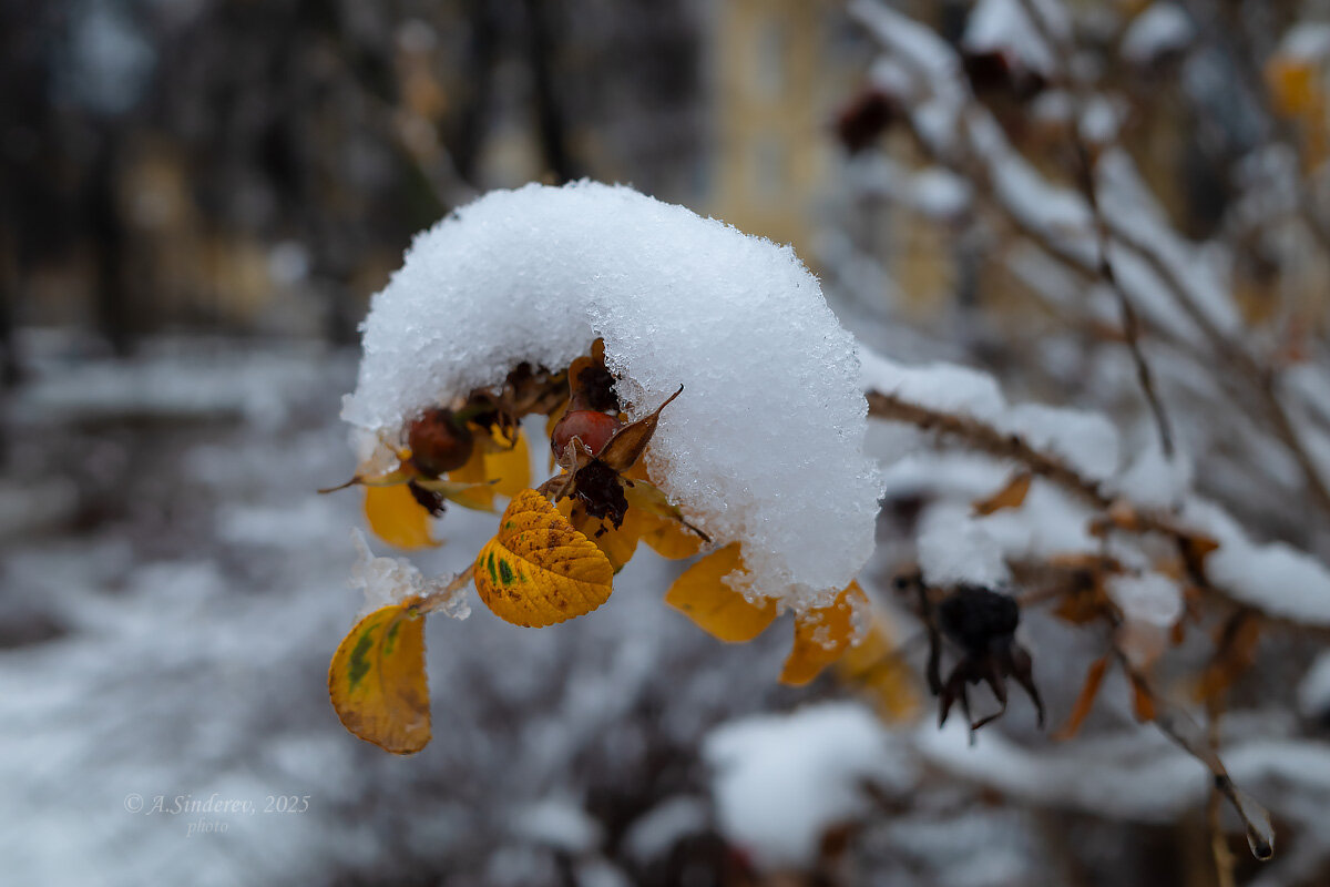 Снег на листьях - Александр Синдерёв