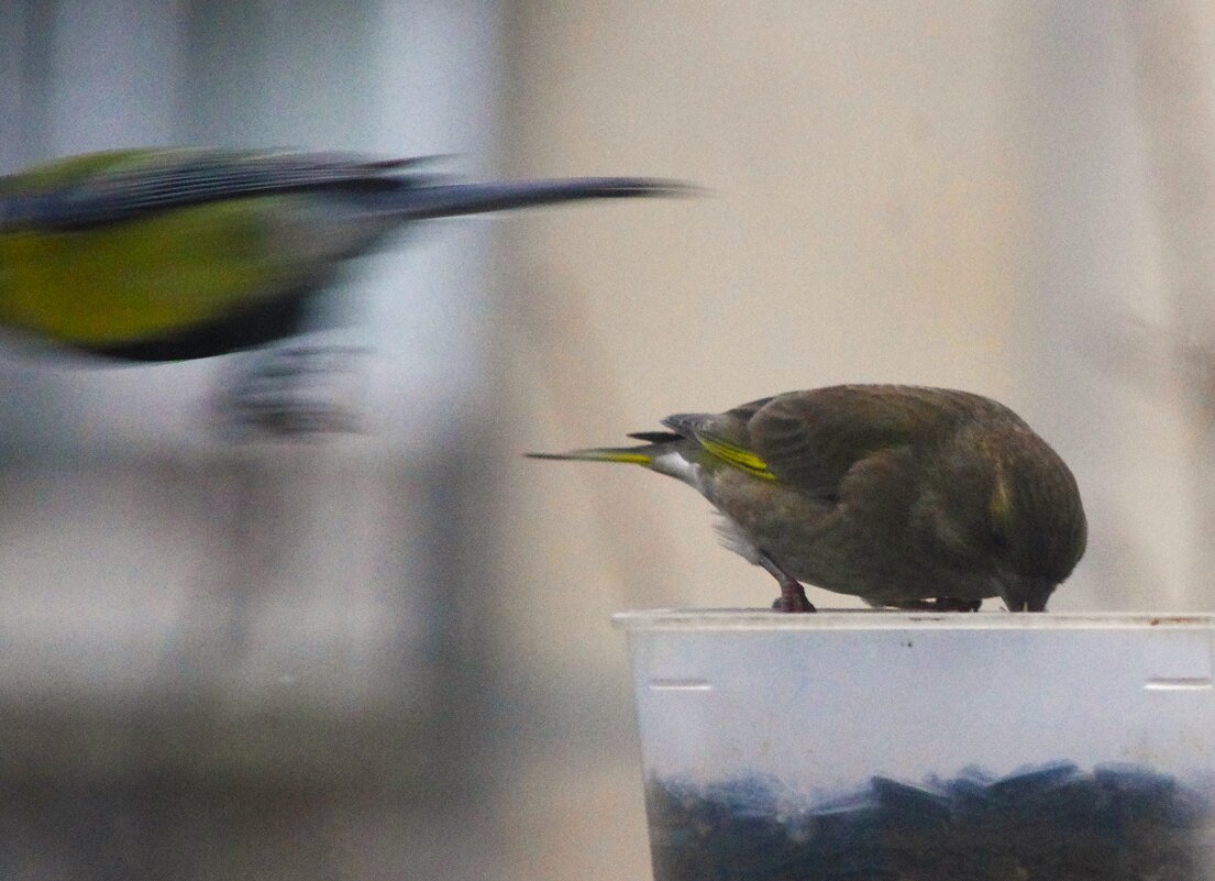 Синица улетела... - Юрий Куликов