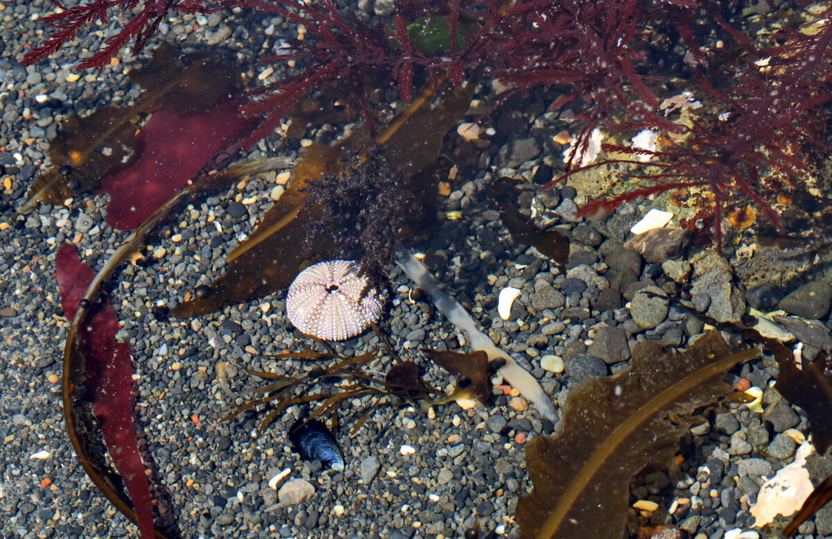 На дне под водой. Сахалин. - Ирина Нафаня