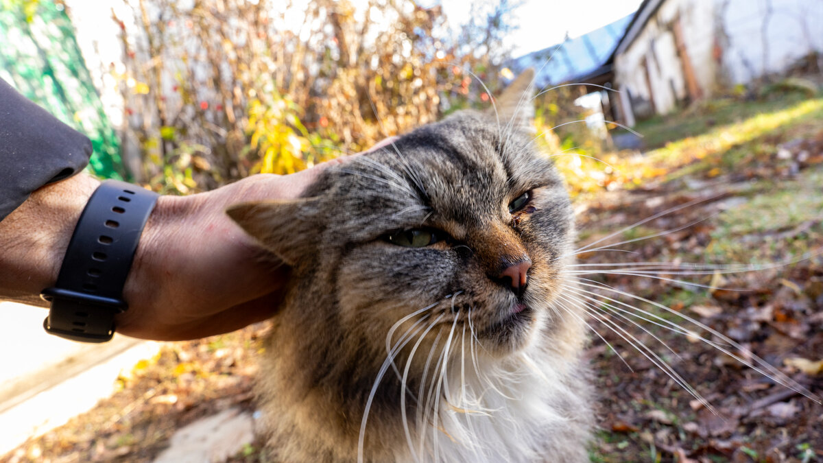Гладимся - Владимир Иванович
