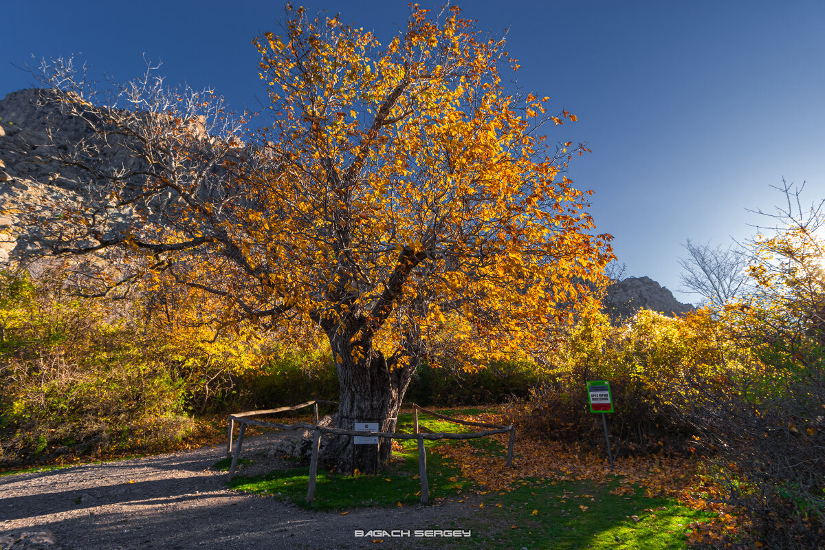 ОРЕХ Ю.НИКУЛИНА - Sergey Bagach