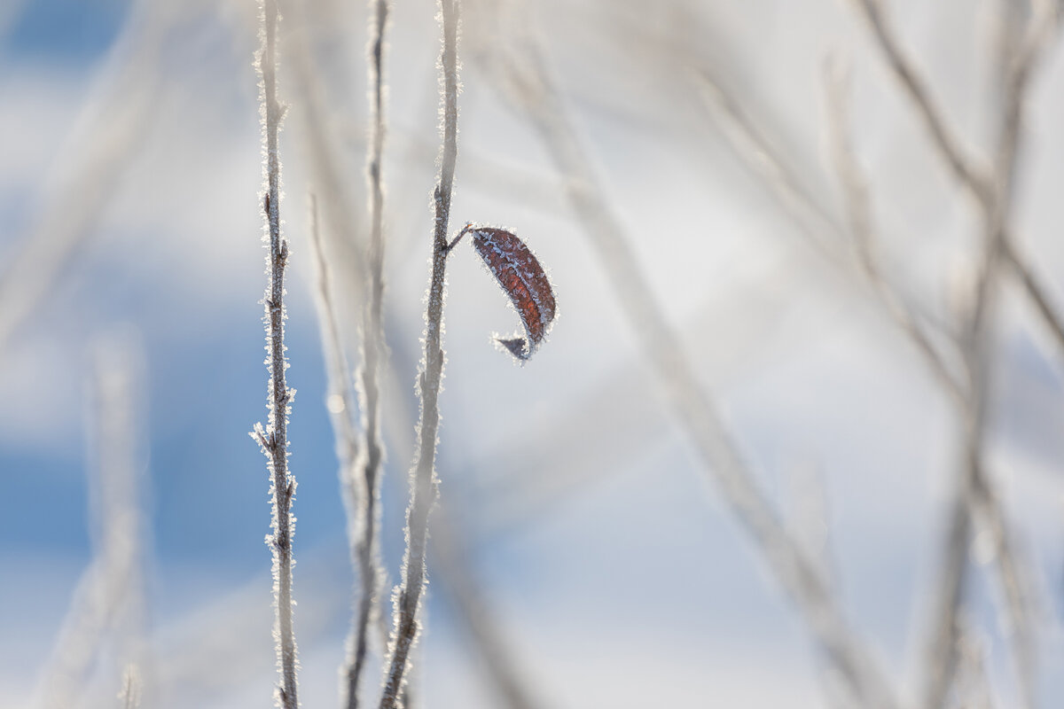 **** - Елизавета .